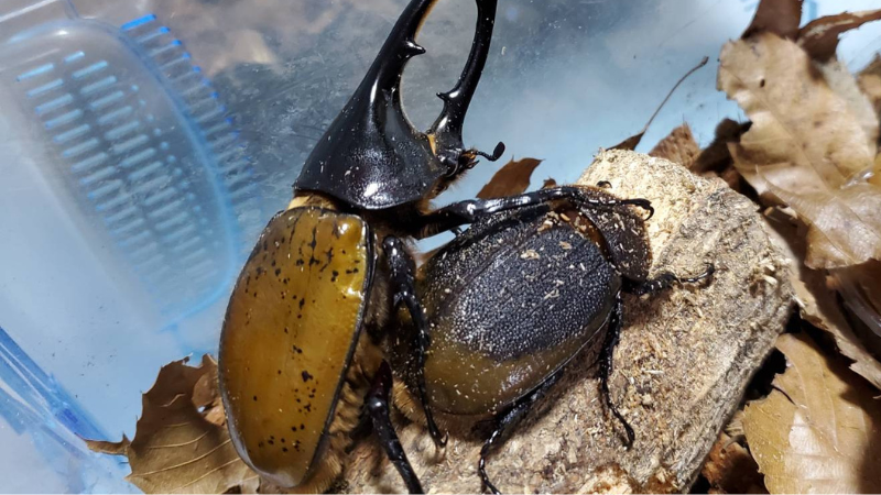 ヘラクレス・リッキーウカヤリ県産とは｜Beetle House カブ王 - 国産